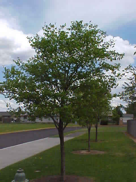 Spring Tree