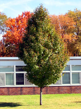 class tree