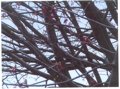 Branches of our spring tree