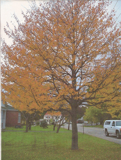 Fall Tree
