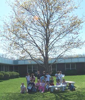Class tree in the spring.