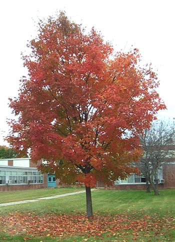 Autumn Tree