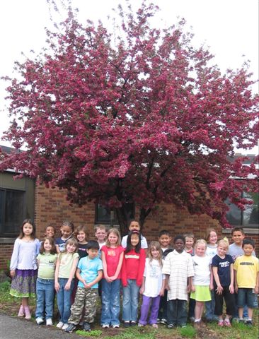 Crabapple Tree in Spring