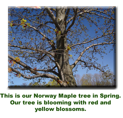 Our Spring Tree - Roll over to see another view