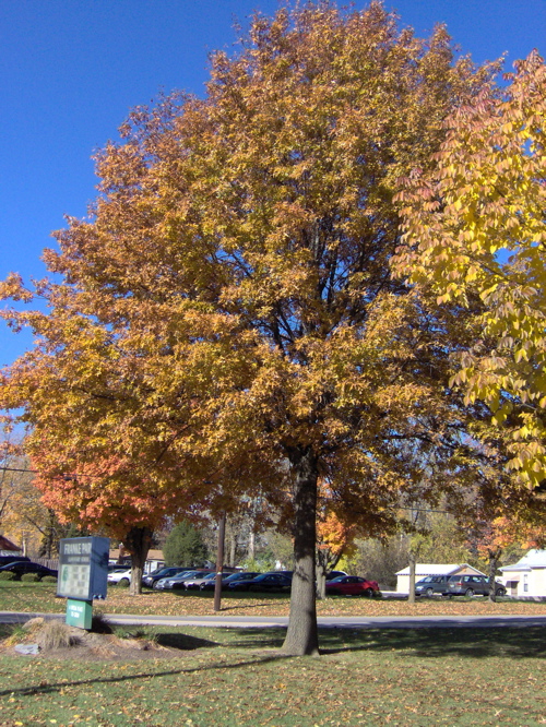 Fall Tree