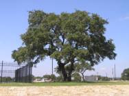 Our Escarpment Oak Tree