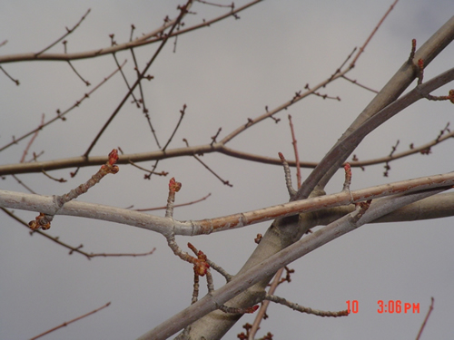 Buds in Winter