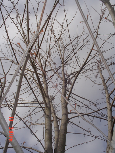 tree top buds in winter