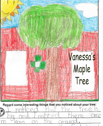 Vanessa's Maple Tree