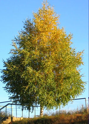 Autumn Tree in September