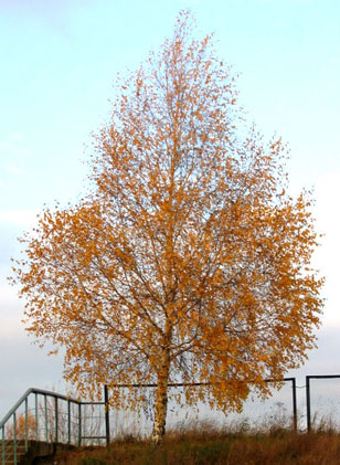 Our Tree in early October