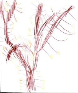 Shane's tree drawing