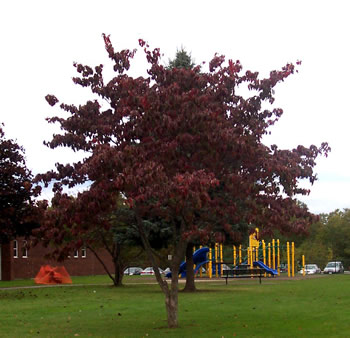 Fall Tree Photograph