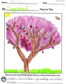 Antony's tree drawing