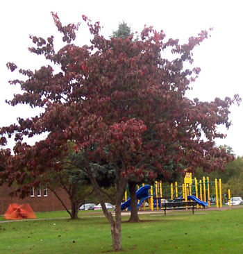 Mrs. Sotomayor's class tree