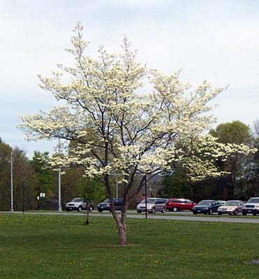 spring class tree