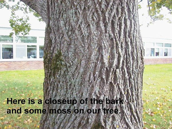 Bark and roots of our fall tree