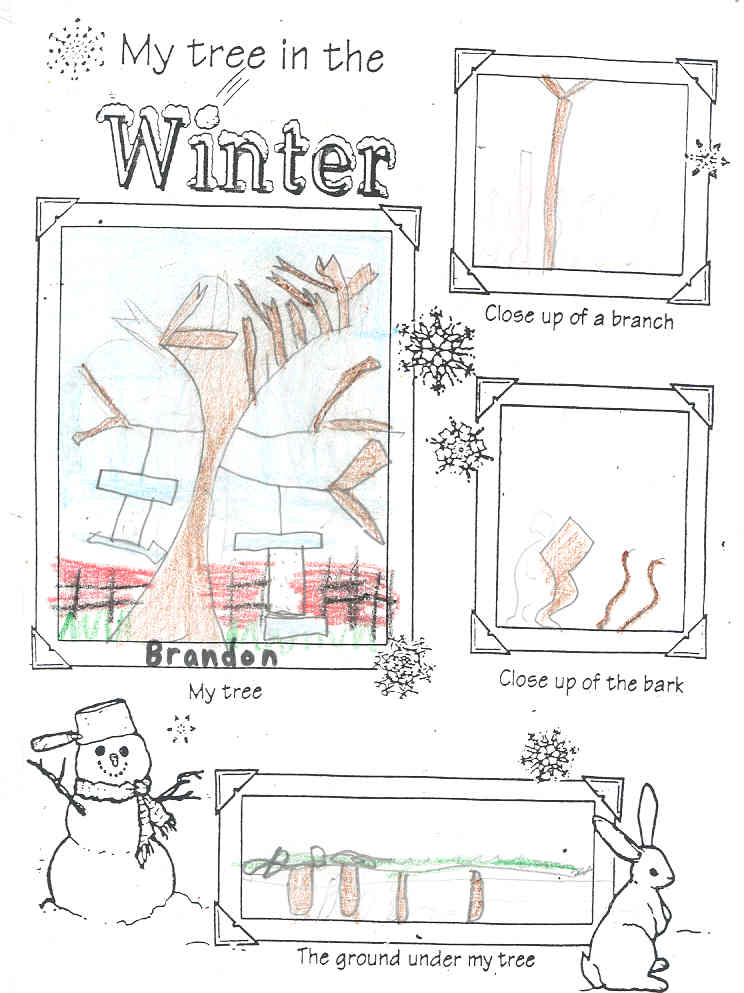 Brendan's Winter Tree