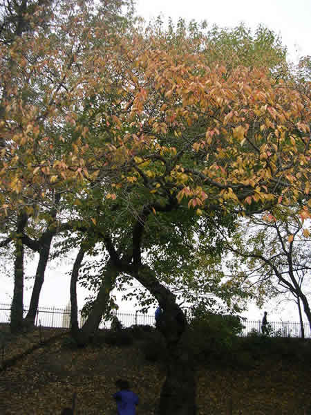 Fall Tree