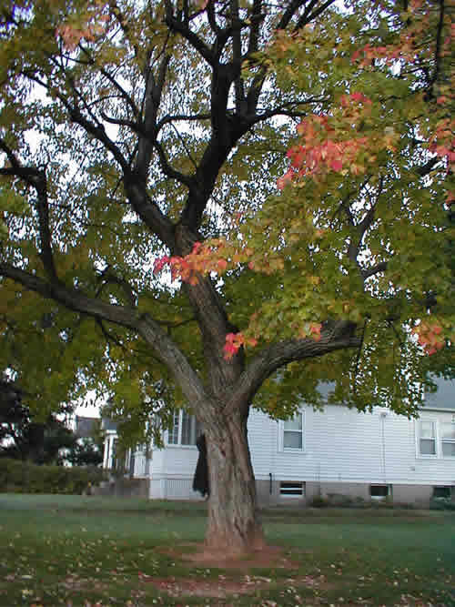 Fall Tree