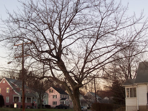 Winter Tree in Connecticut