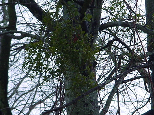 Close up of our tree bark