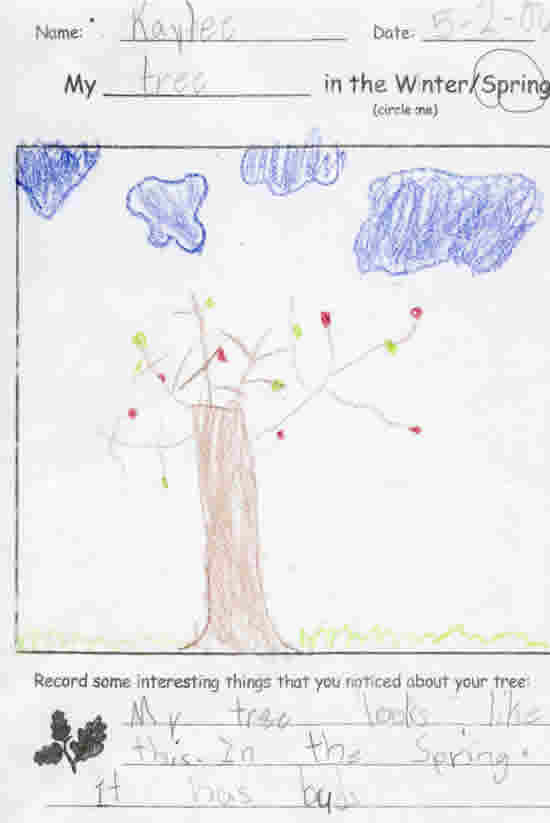 Kaylee's Spring Tree