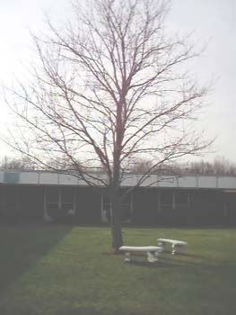 winter tree photograph