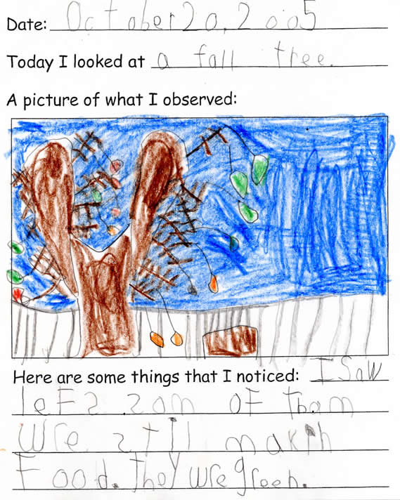 Duncan's Tree Drawing