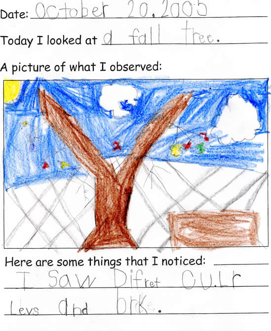 Jack's Tree Drawing - Fall