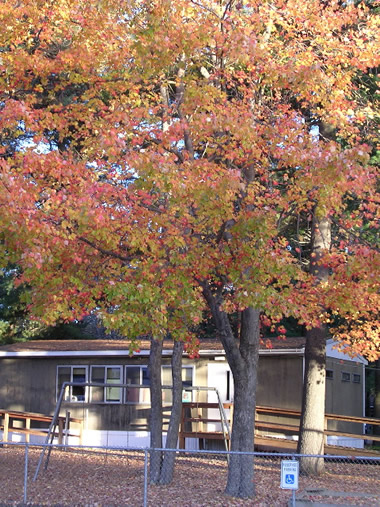 Our Tree in Fall - Roll your mouse over to see a close-up of the bark.