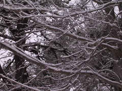 Close up of the branches of the tree with snow