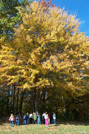 Mrs. Accurso's Class:  Fall Tree