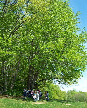 Mrs. Accurso's Class: Spring tree