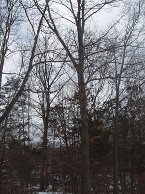 Winter Tree: Mrs. Accurso's Class