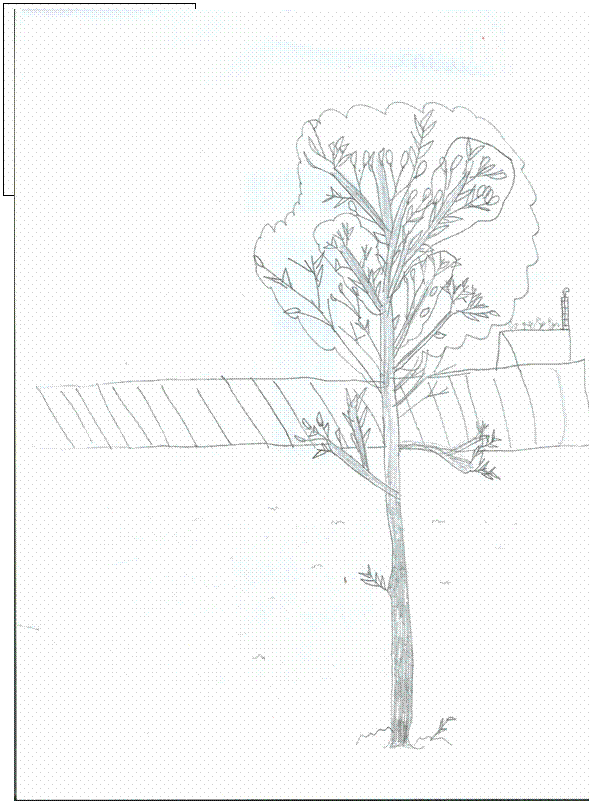 Tree Drawing