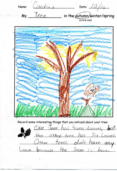 Cardina's Tree Drawing