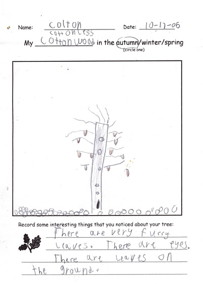 Colton's Tree Drawing