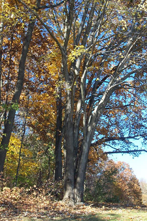 Fall Tree