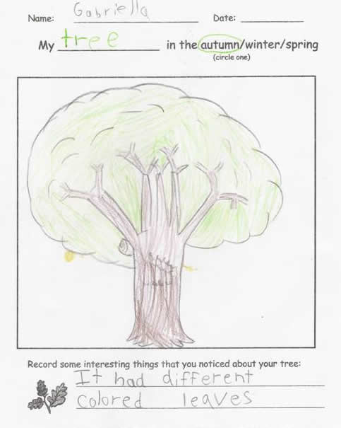 Fall Tree by Gabriella