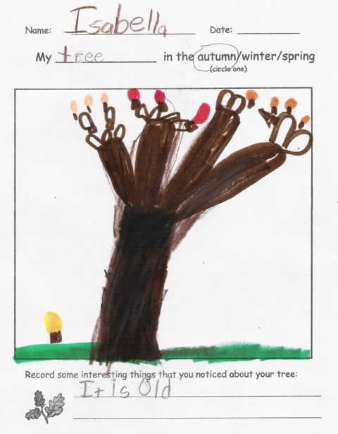 Fall Tree by Isabella