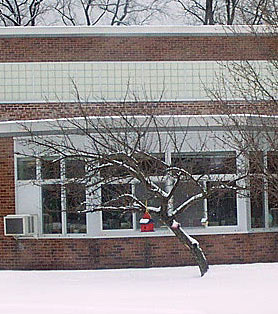 Our class tree in the winter.