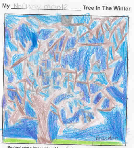 Brandon's Winter Tree