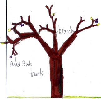 Drew's fall tree drawing