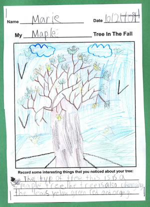 Marie's Tree
