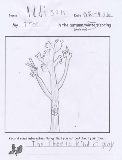 Addison's Winter Tree