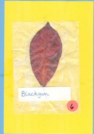 Blackgum Leaf
