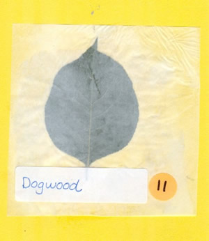 Dogwood Leaf