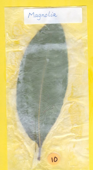 Magnolia Leaf
