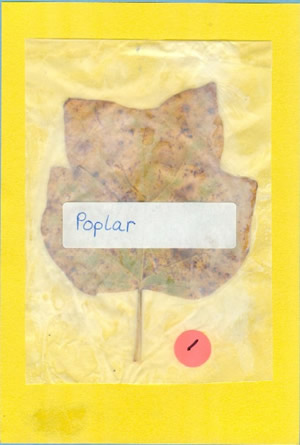 Poplar Leaf
